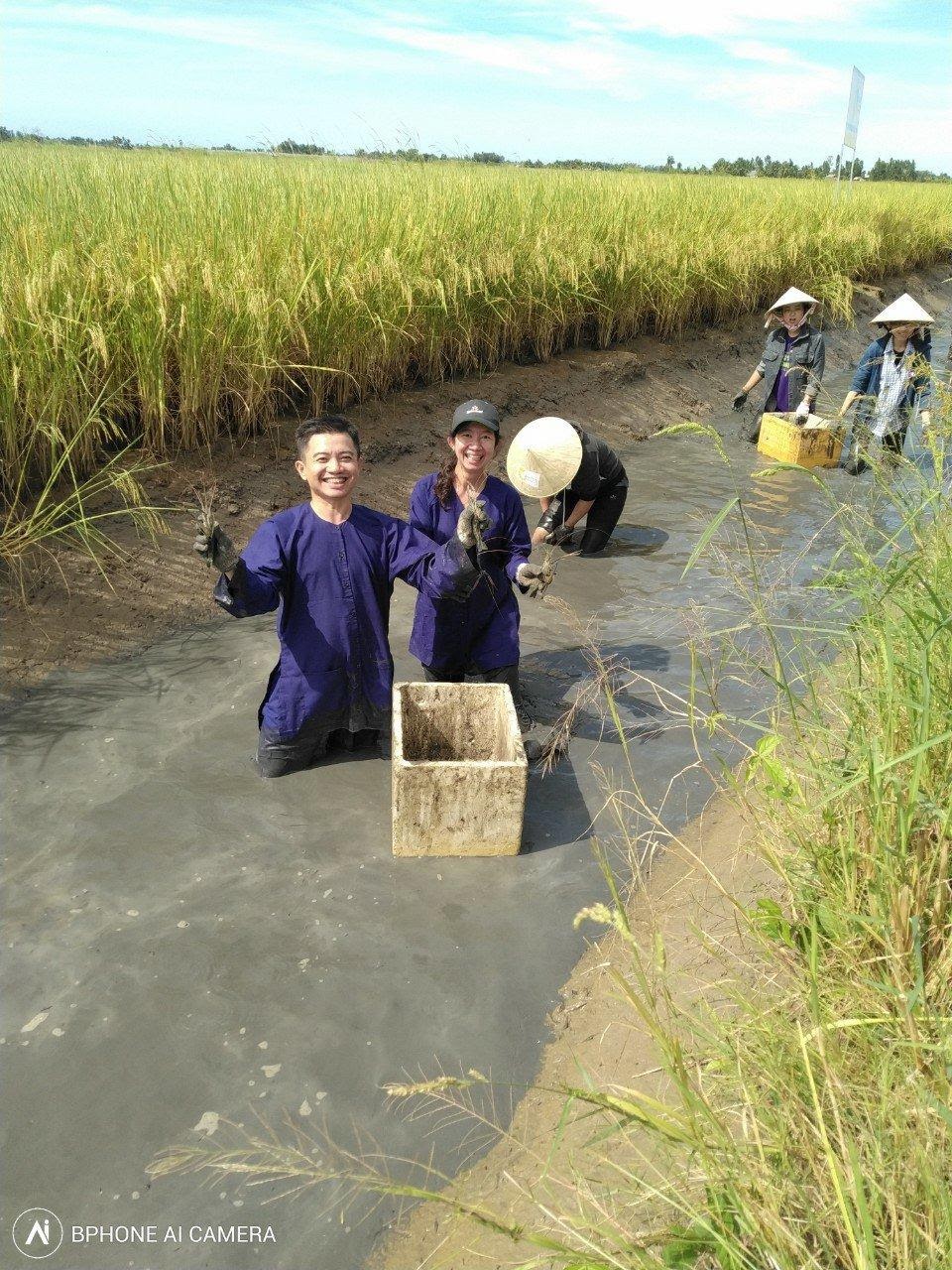 A group of people working in a rice fieldDescription automatically generated with low confidence